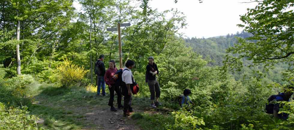 Wandern im Pfälzer Wald